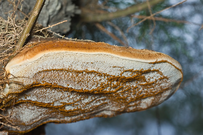 Hymenochaetaceae - Phellinus ??? (Inonotus tamaricis)